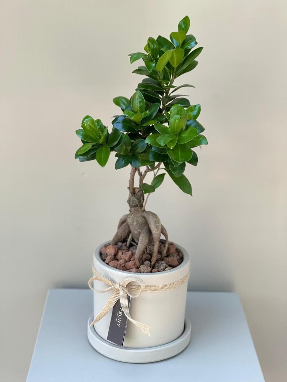 Mini Bonsai 